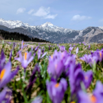 Why Kashmiri Saffron is the Finest in the World
