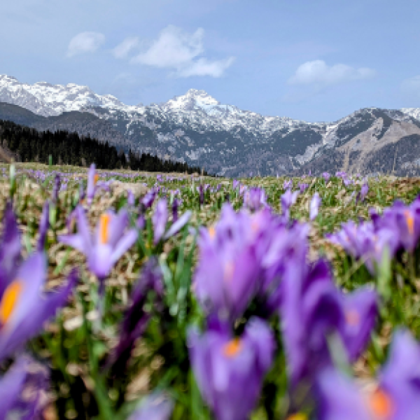 Kashmiri Mongra Saffron